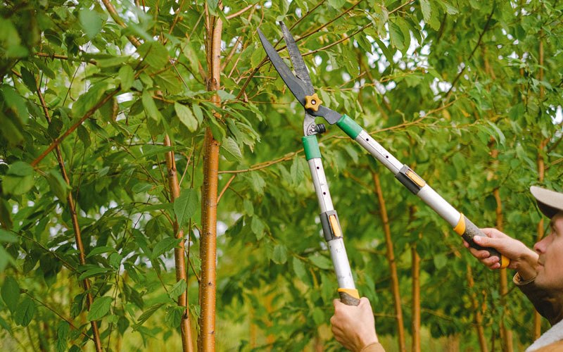 Tree trimming in Arlington, OR